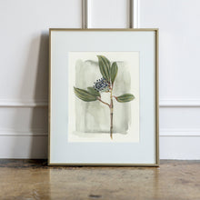 Load image into Gallery viewer, "VIBURNUM DAVIDII" Print