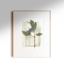 Load image into Gallery viewer, "VIBURNUM DAVIDII" Print