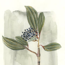Load image into Gallery viewer, "VIBURNUM DAVIDII" Print